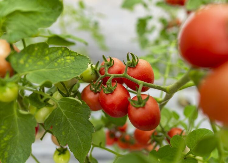 skleník foto - v zimě