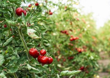 skleník foto v zimě