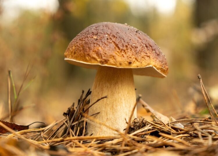 mushroom 5714463 1280