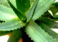 aloe vera 2623317 1280