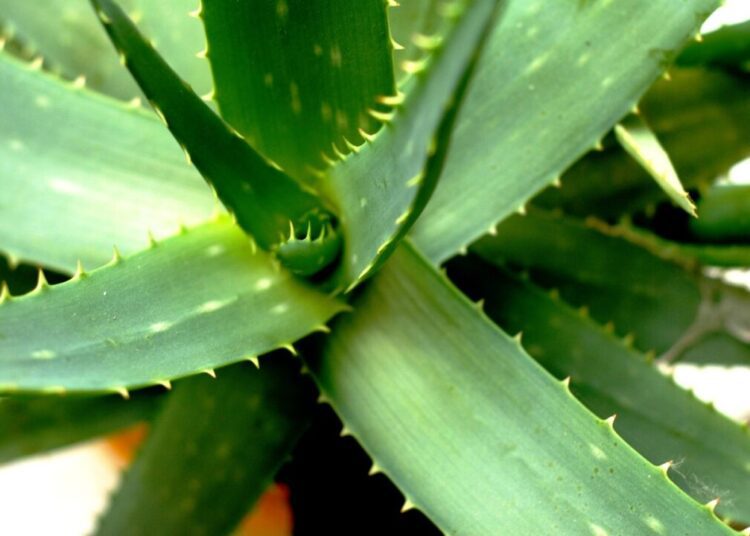 aloe vera 2623317 1280