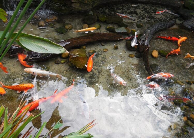 colorful fishes 2426359 1280