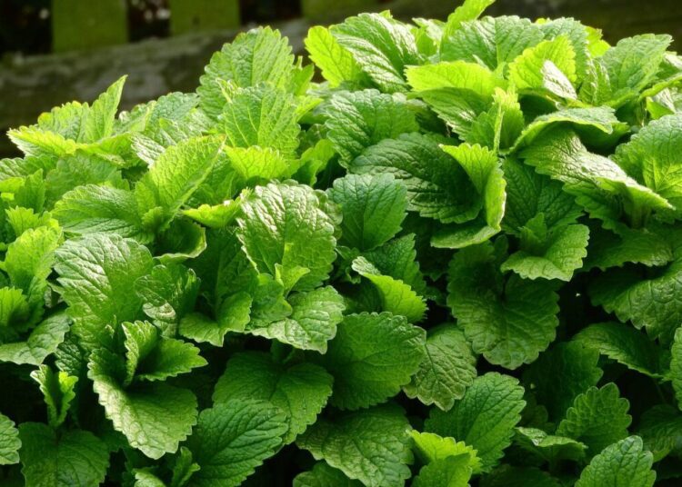 lemon balm 2370815 1280