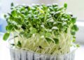 microgreen