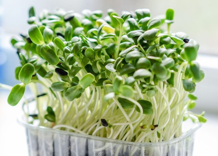 microgreen