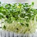 microgreen