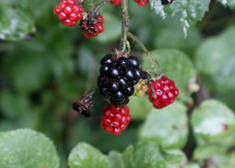 blackberries 6583482 1280