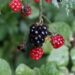 blackberries 6583482 1280