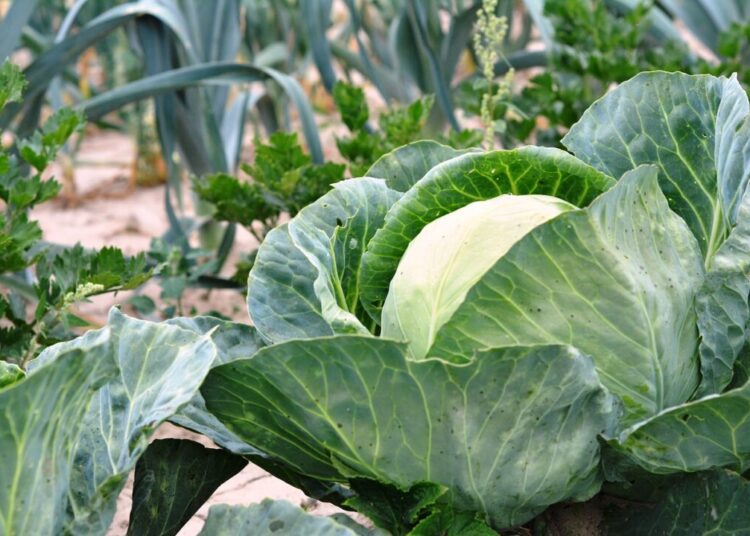 cabbage 2633033 1280