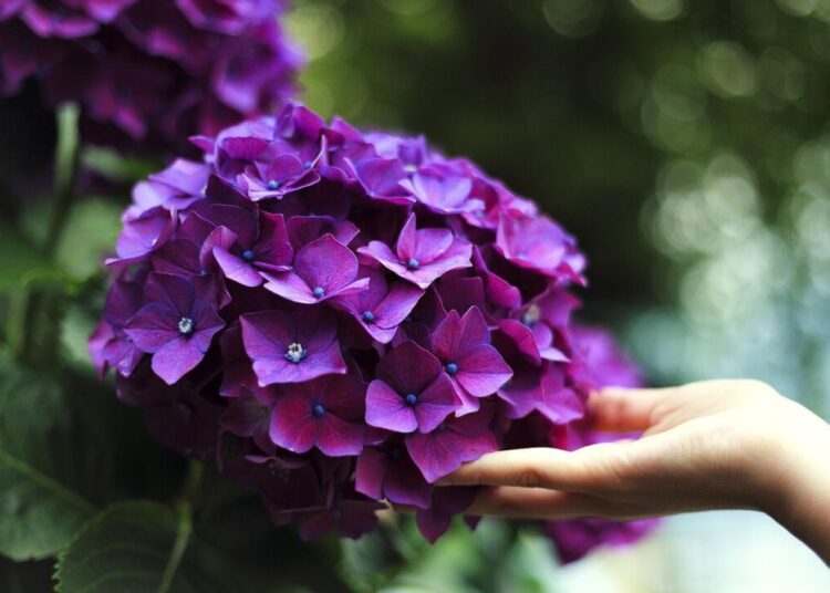 hydrangeas 1853360 1280