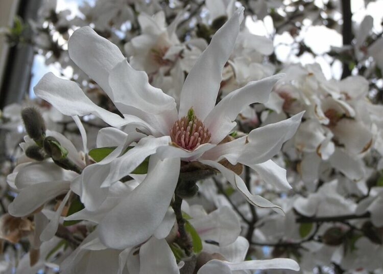 magnolie