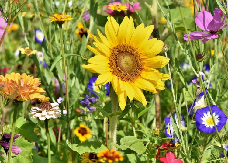 sunflower 3696960 1280