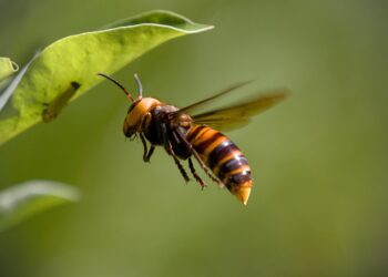 asian giant hornet 8335577 1280