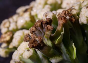 bacterial soft rot 5505301 1280