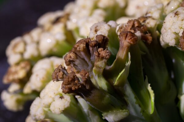 bacterial soft rot 5505301 1280