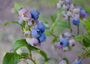 blueberries 1674385 1280