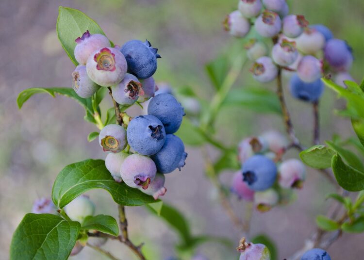 blueberries 1674385 1280