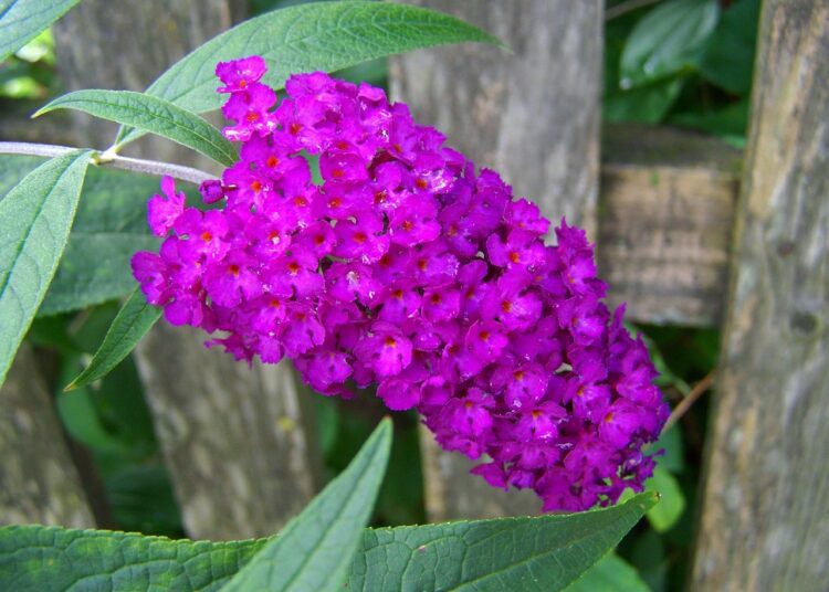 buddleja davidii 955344 1280