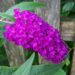 buddleja davidii 955344 1280
