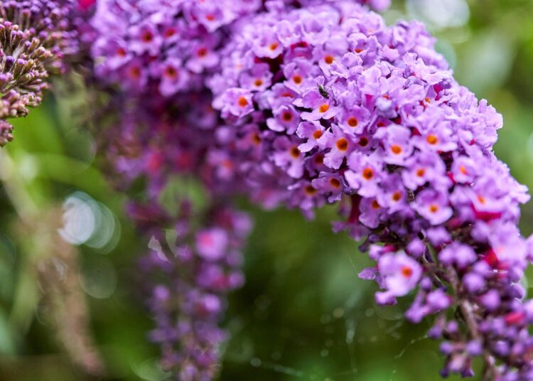 butterfly bush 7289205 1280
