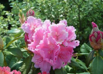 flower rhododendron 3406234 1280