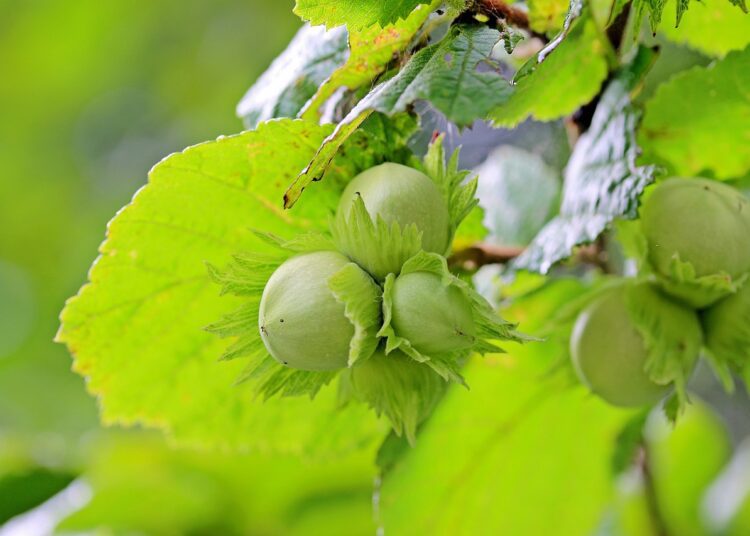 hazelnuts 1574367 1280