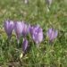 krokus kvetina