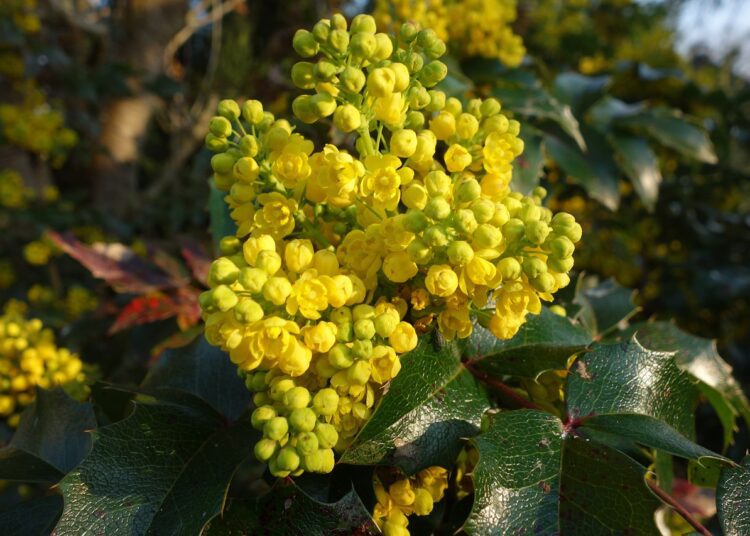 mahonie 4978171 1280