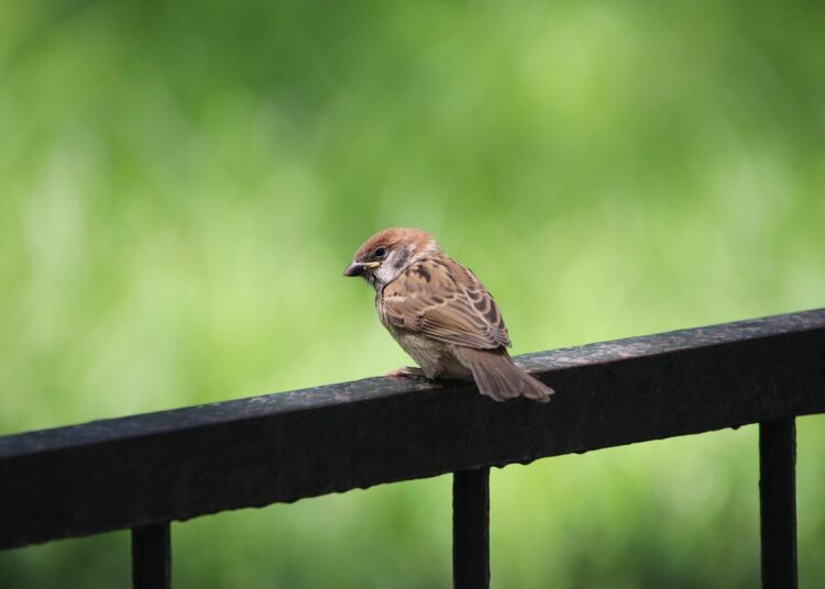 sparrow 5875379 1280