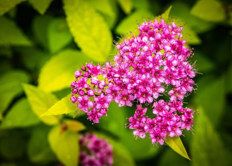 spiraea japonica 3461317 1280