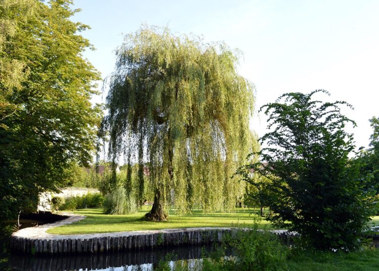 weeping willow 6560798 1280