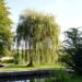 weeping willow 6560798 1280