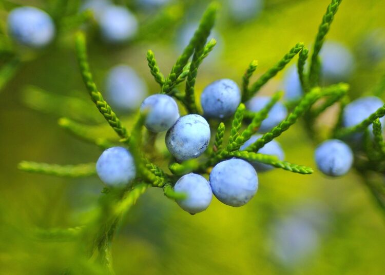 berries 221193 1280