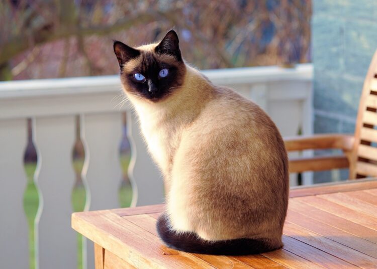 cat 2068462 1280