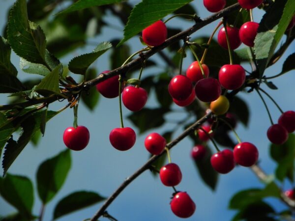cherries 598170 1280