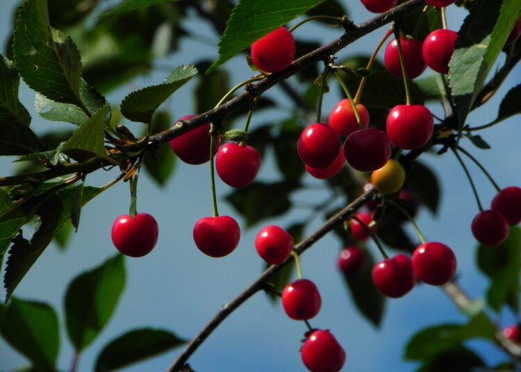 cherries 598170 1280
