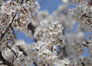 cherry blossom 7889717 1280