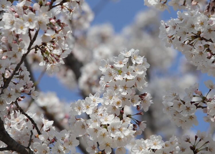 cherry blossom 7889717 1280