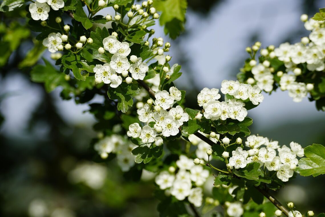 crataegus 7973879 1280