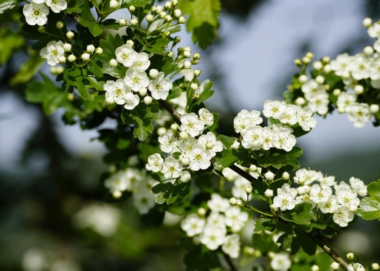crataegus 7973879 1280