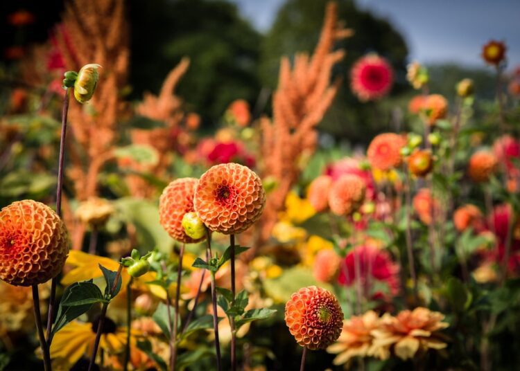 dahlias 5578683 1280