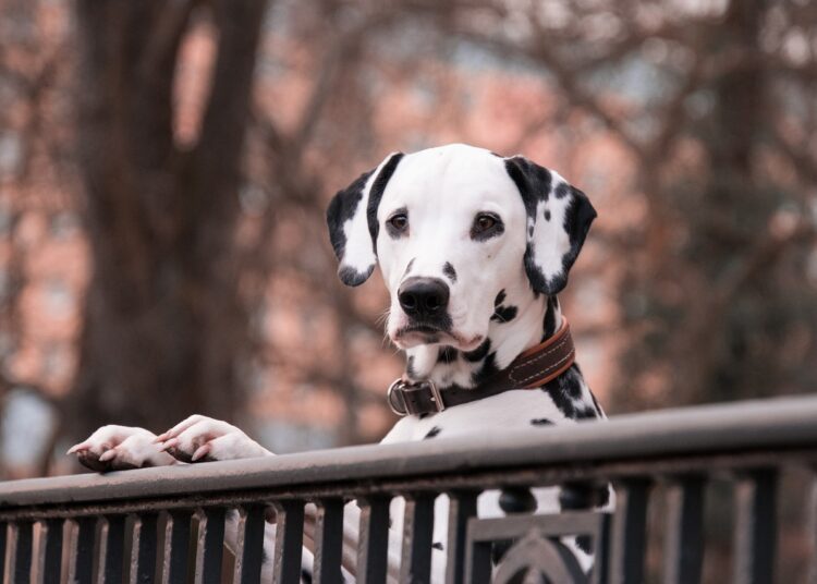 dalmatian 3210166 1280