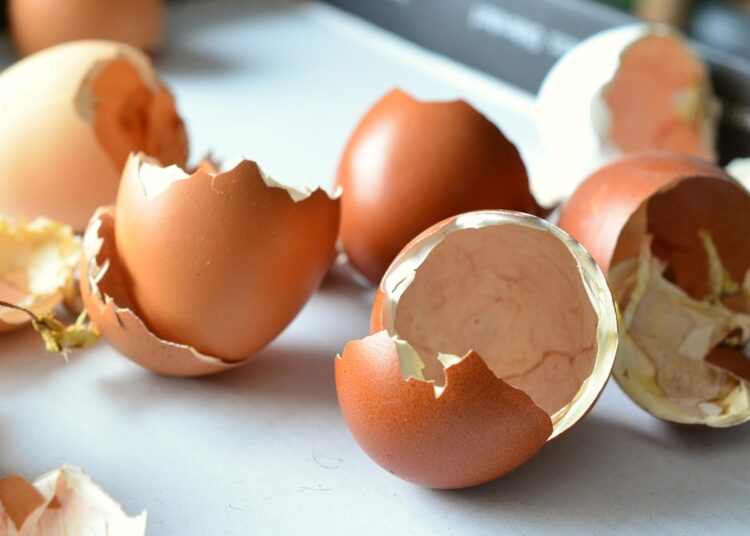 egg shells 706502 1280