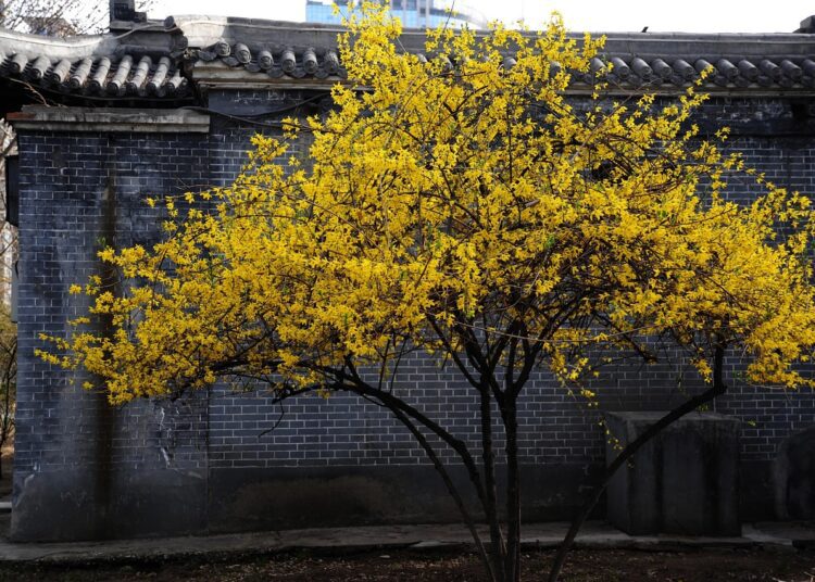 forsythia tree 4973055 1280