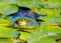 frog 3312038 1280