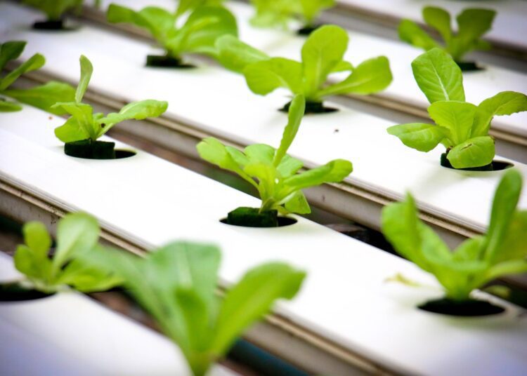 hydroponics 4447702 1280