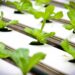 hydroponics 4447702 1280