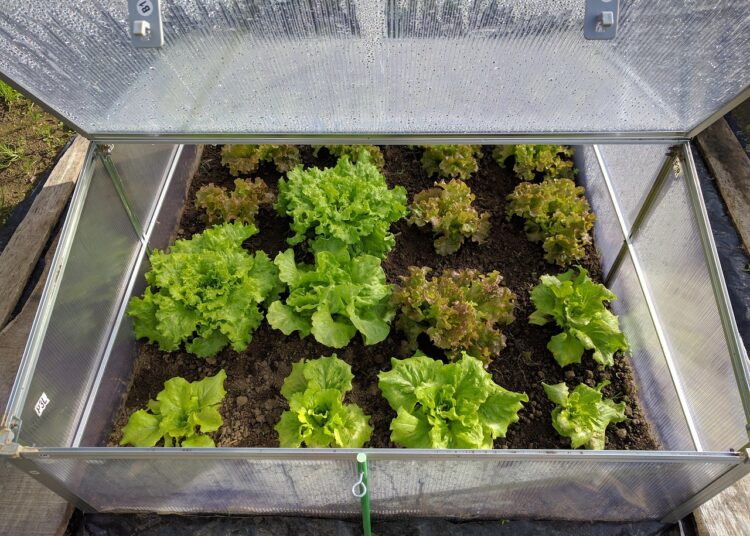 mini greenhouse 1890254 1280