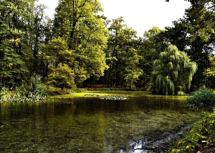 nature 973156 1280