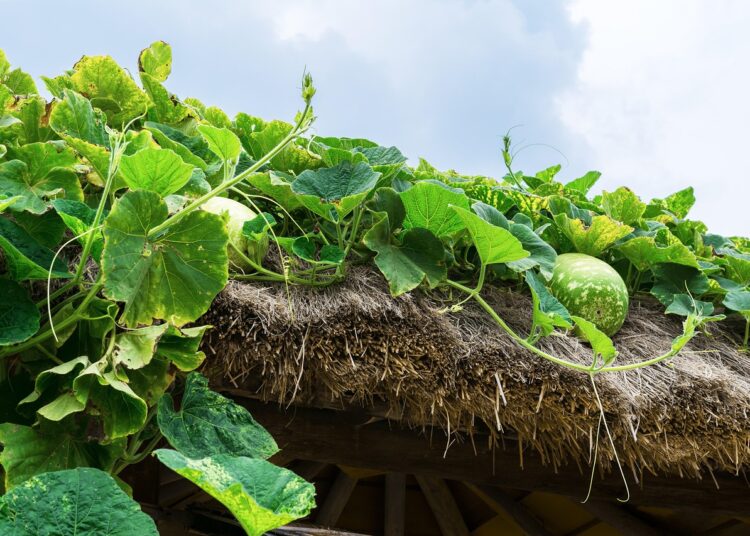 pumpkin 2789323 1280